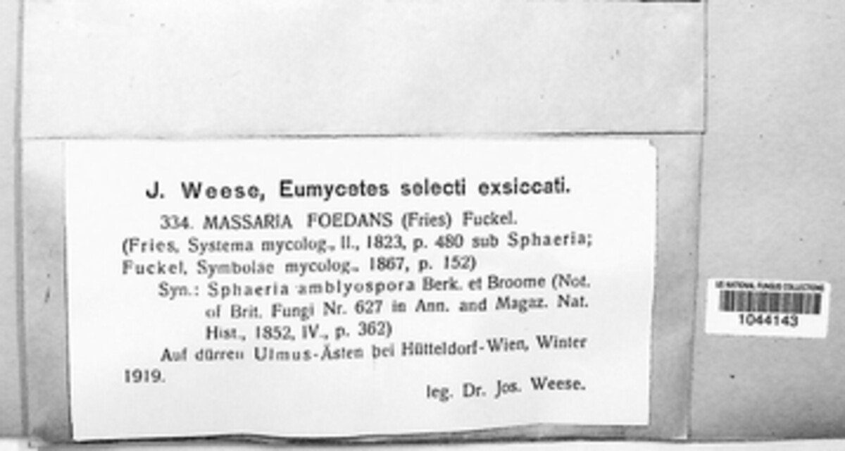 Splanchnonema foedans image